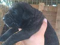 cuccioli cane corso